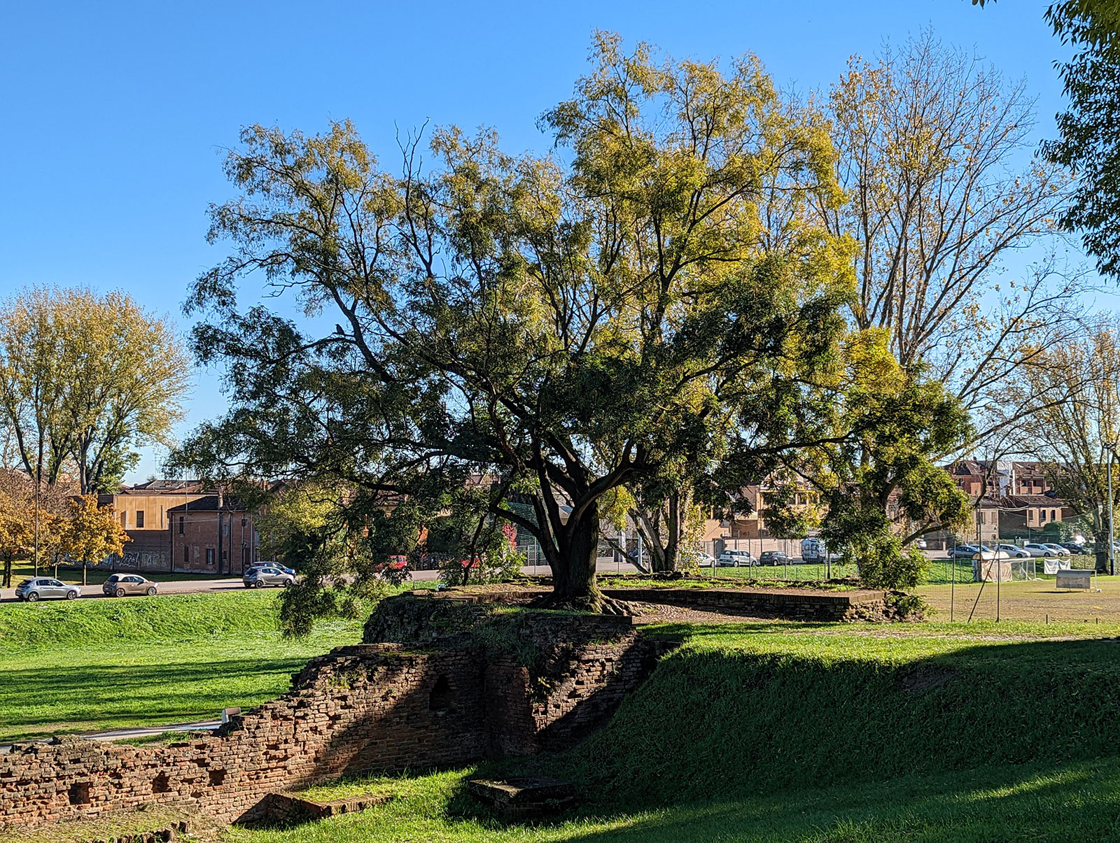 Mura di Ferrara - Albero cresciuto su un bastione